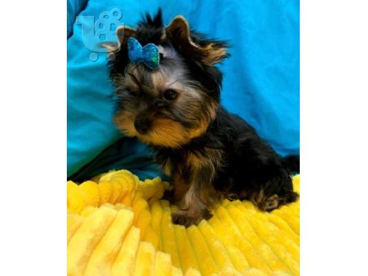 PoulaTo: Πωλούνται κουτάβια Yorkshire Terrier